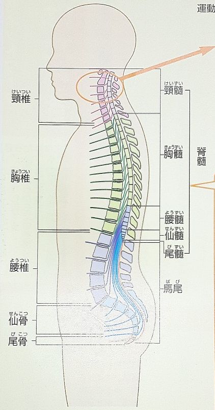 脊髄の断面